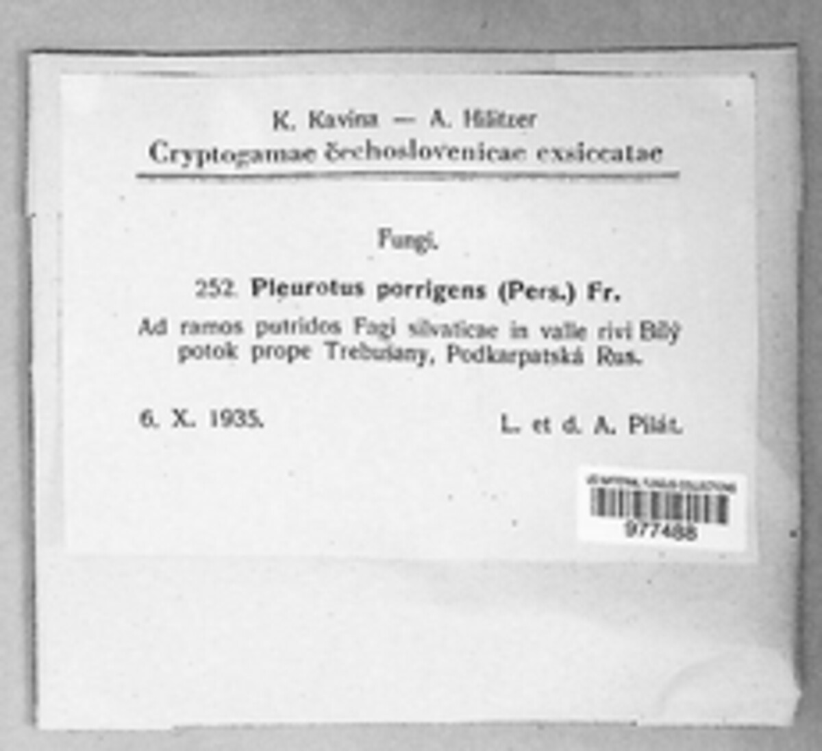 Pleurocybella porrigens image